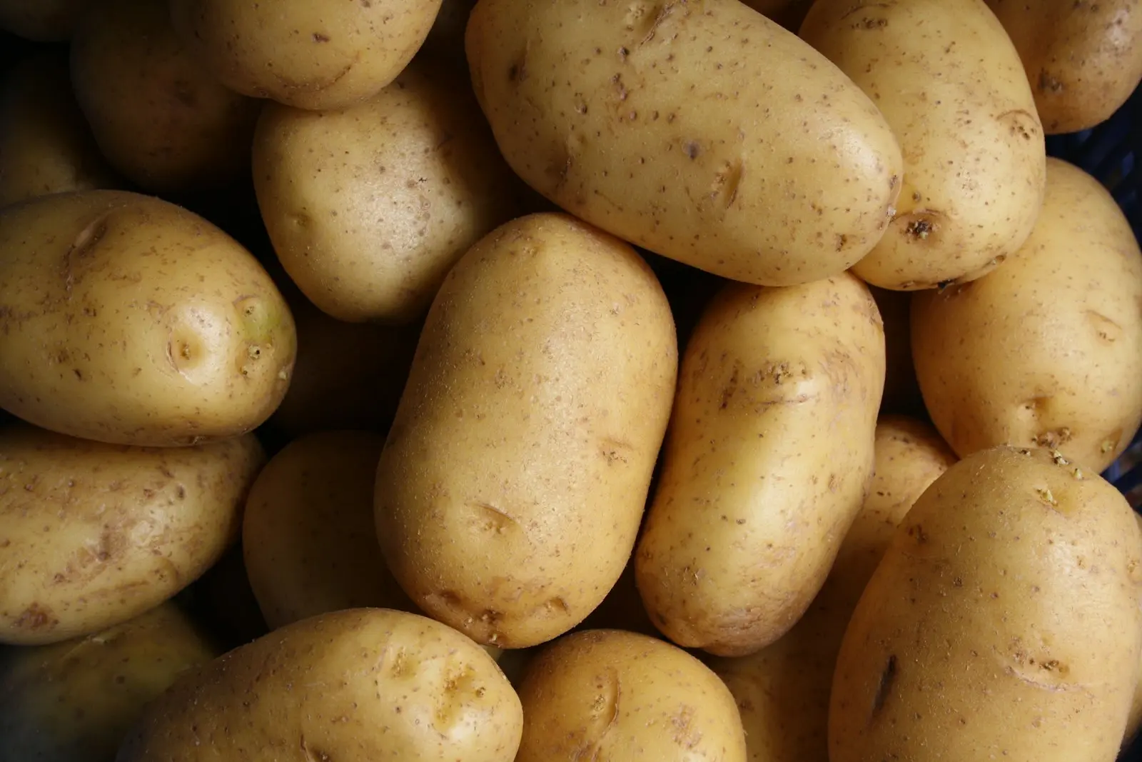 Haufen frisch geernteter Kartoffeln